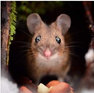 los simpaticos roedores invaden tu casa Aspama control de plagas acaba con ellos respetando la Ley